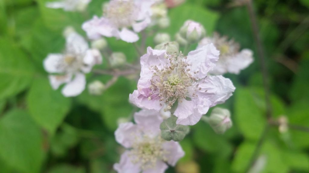 Rovo?  S, Rubus sp.